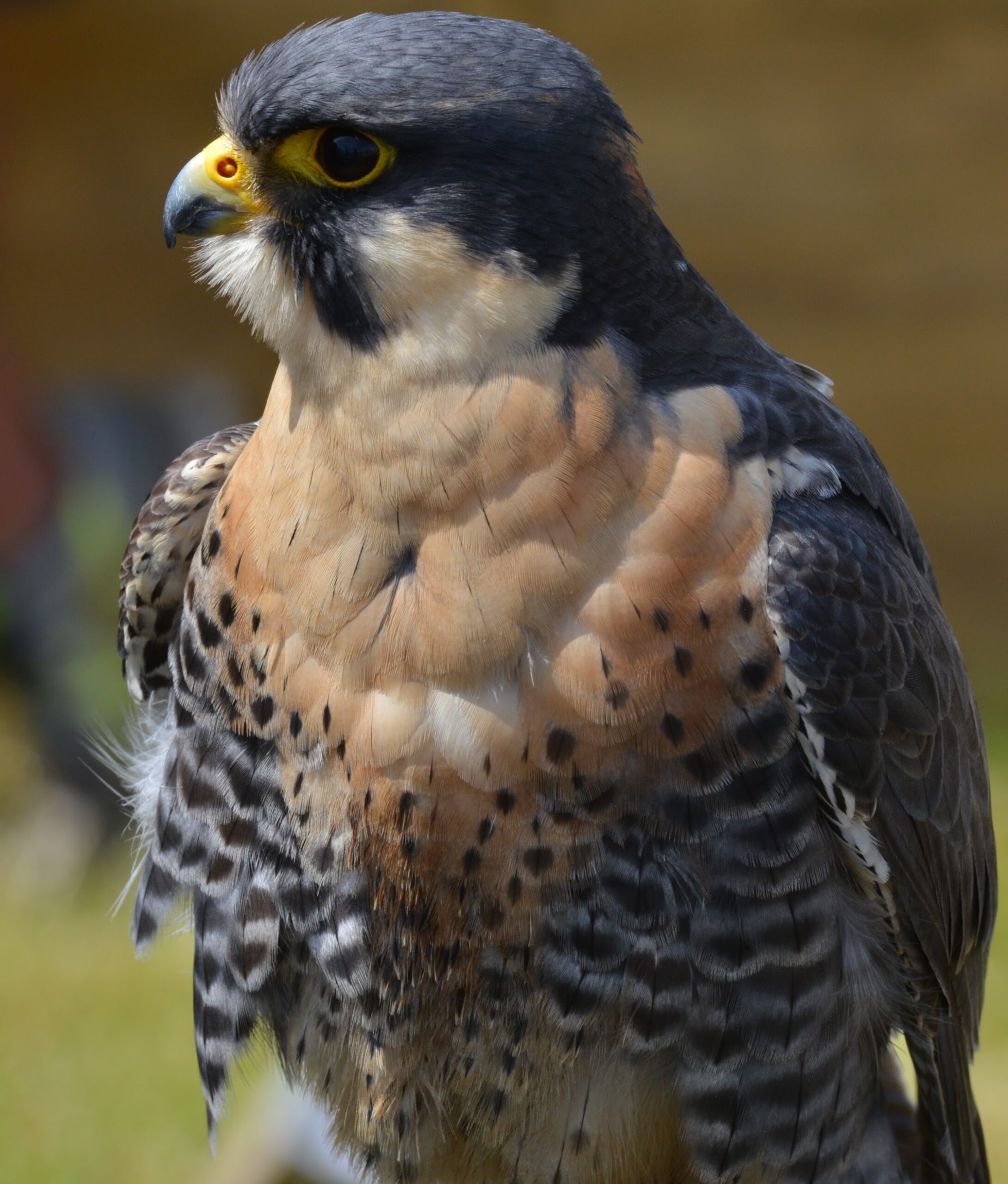 Hawk Display at Spetisbury Country Day