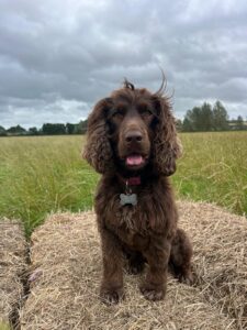 Nell the Spetisbury Country Day Mascot